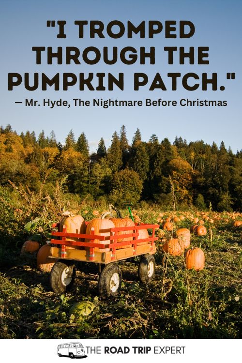 Pumpkin Patch Quotes
