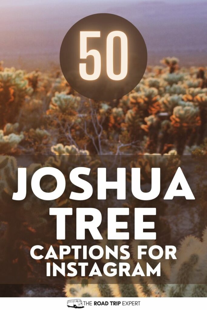 Joshua Tree Captions for Instagram pinterest pin