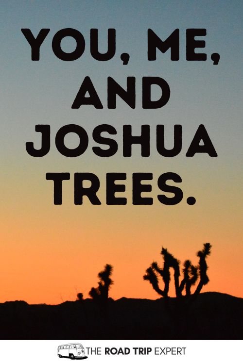 Joshua Tree Captions for Instagram