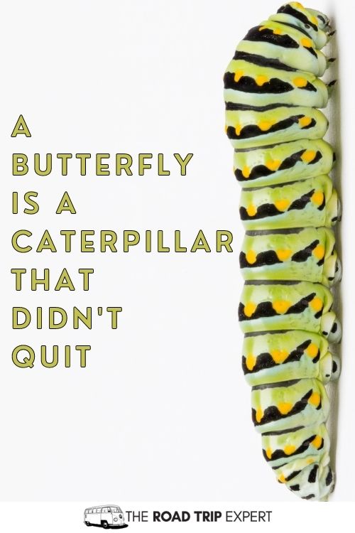 Butterflies caption
