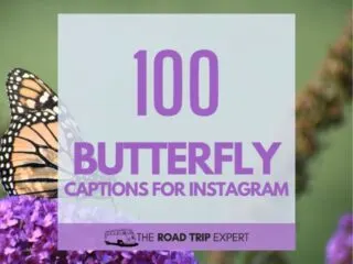 Butterfly Captions for Instagram featured image