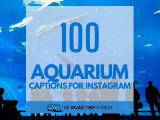 Aquarium Captions for Instagram featured image