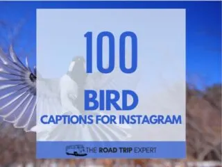 Bird Captions for Instagram featured image
