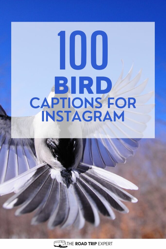Bird Captions for Instagram Pinterest pin