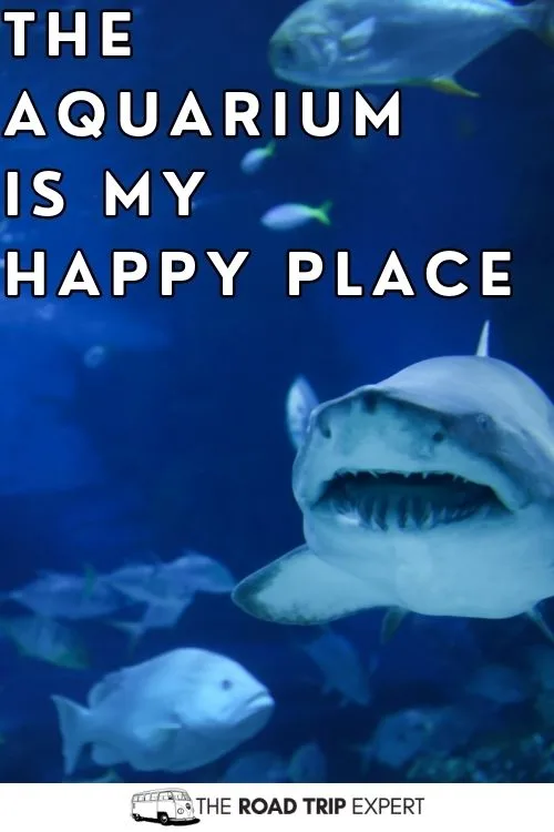 Funny Aquarium Captions